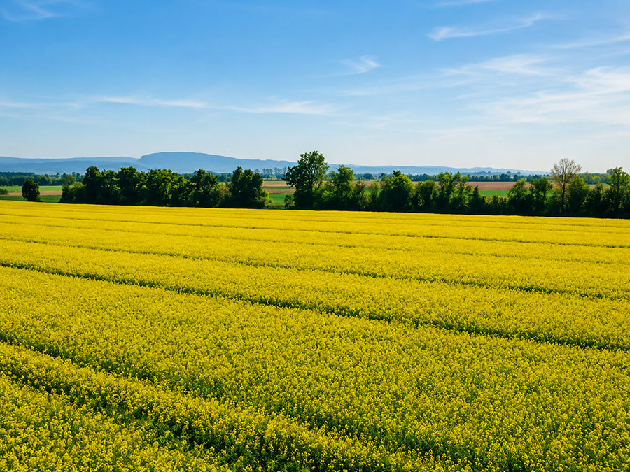 Landwirtschaftliches Feld für internationale Agrarlieferungen