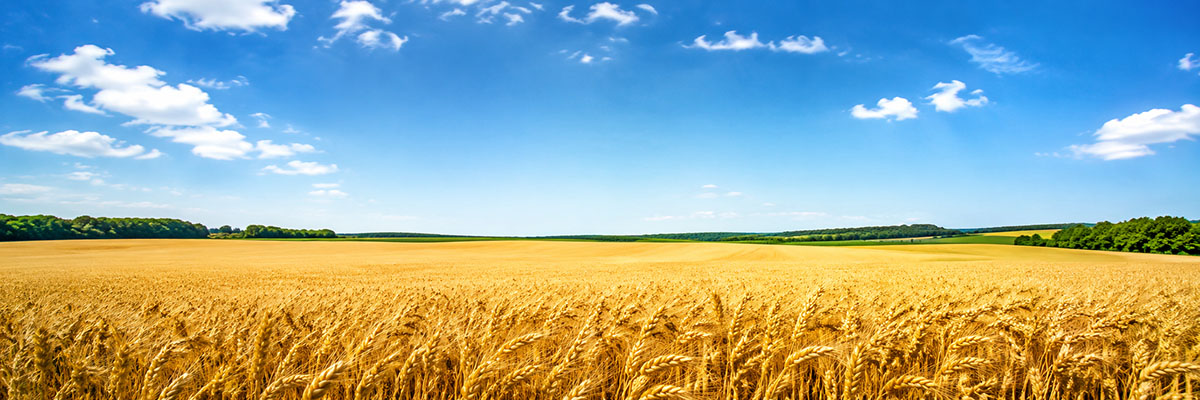 Weizenfeld für Weizenmehl aus ukrainischer Produktion